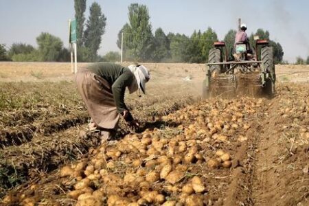 افزایش ۱۱ درصدی فروش جهانی سیب زمینی صادراتی در ۲۰۲۴؛ بازار اروپا داغ است