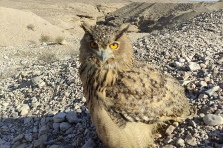 رهاسازی «شاه بوف» در دامغان؛ حضور «جغد» نشانه‌ای از سلامت اکوسیستم است