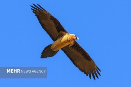 شکار لحظه‌های ناب؛ نمایش پرواز هما در خوش‌ییلاق شاهرود