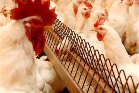 مرغداران نگران تأمین نهاده نباشند