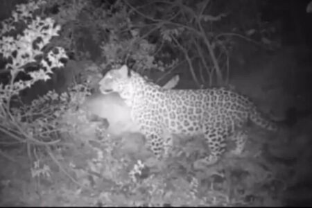 مشاهده پلنگ ایرانی در ارتفاعات جاده شهمیرزاد – چاشم