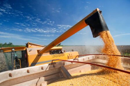 عرضه جهانی گندم به رکورد جدیدی رسید؛ پیش بینی افزایش ۶درصدی تولید جهانی غلات