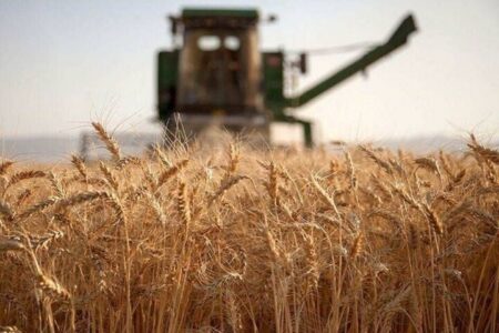نرخ گندم باید بالای ۵۲ هزارتومان باشد؛ واردات با آزادسازی ارز دیگر جذابیت ندارد
