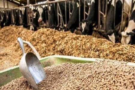 ترخیص بدون وقفه نهاده‌های دامی در بنادر با نظارت بهداشتی