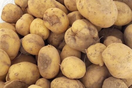 عرضه گسترده سیب زمینی تازه با قیمت 50 هزار تومان آغاز شد