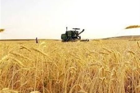 پیش‌بینی خرید بیش از 10 میلیون تن گندم از کشاورزان