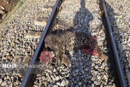 جزئیات برخورد قطار با پلنگ ایرانی در فیروزکوه تشریح شد/انتقال لاشه