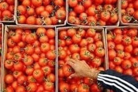لزوم توقف صادرات برای متعادل شدن بازار گوجه فرنگی