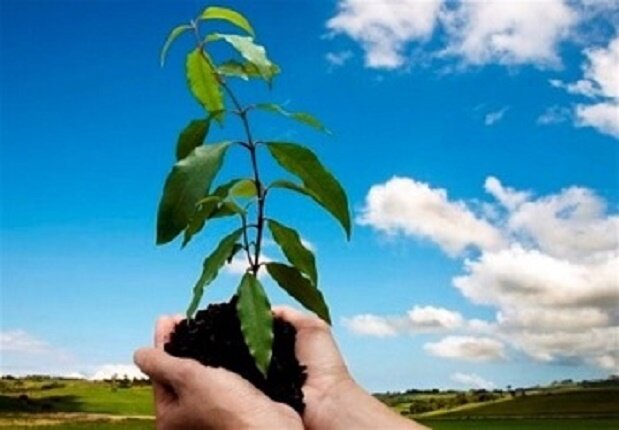 طرح یک میلیارد درخت در نیمه راه؛ بقای نهال‌ها مهم‌تر از آمار کاشت